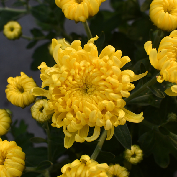 Chrysanthème Cosmo jaune