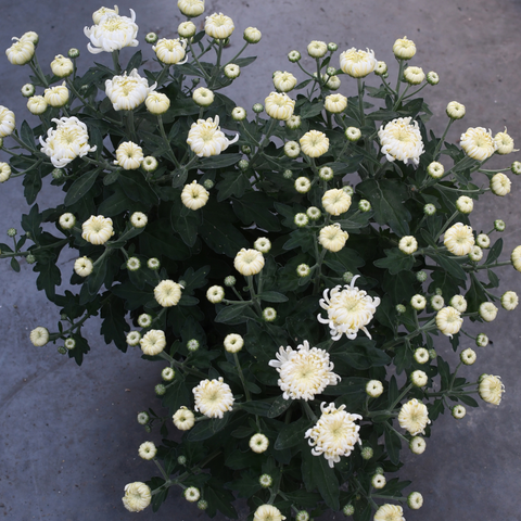 Chrysanthème Cosmo blanc