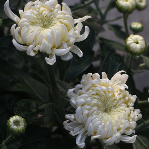 Chrysanthème Cosmo blanc