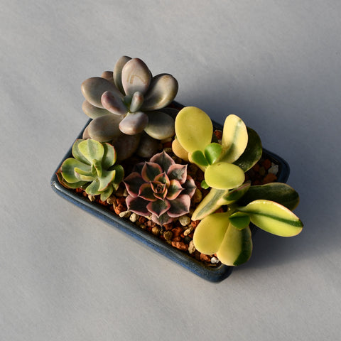 Arrangement de succulentes en pot décoratif