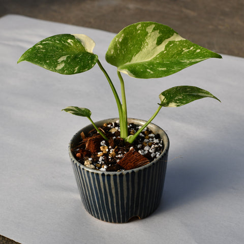 Monstera deliciosa 'Thai constellation' en pot décoratif