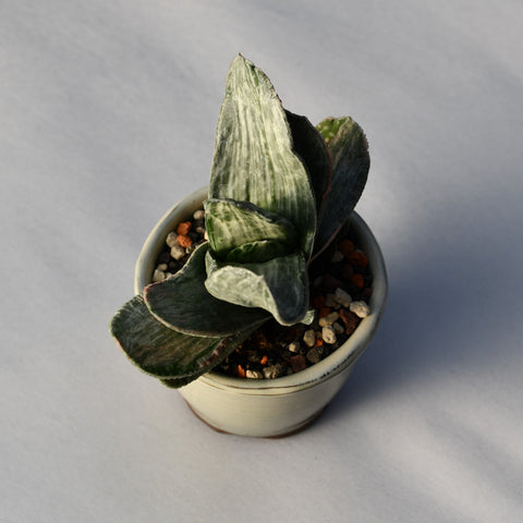 Gasteria brachyphylla 'White Streaks' en pot décoratif