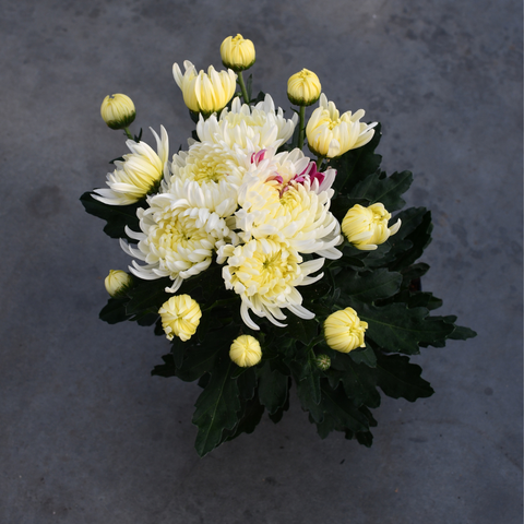 Chrysanthème Cosmo compact blanc