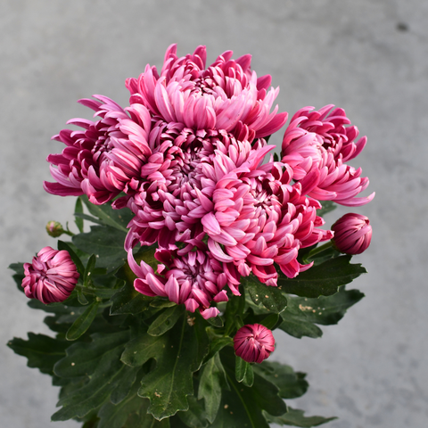 Chrysanthème Cosmo compact mauve