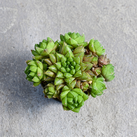 Haworthia cymbiformis var. Lepida