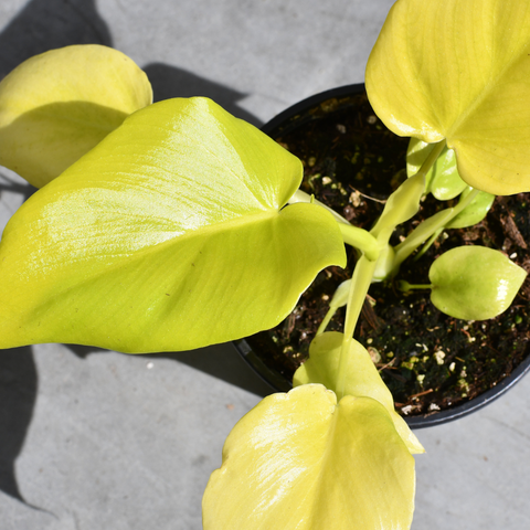 Philodendron warszewiczii 'Aurea'