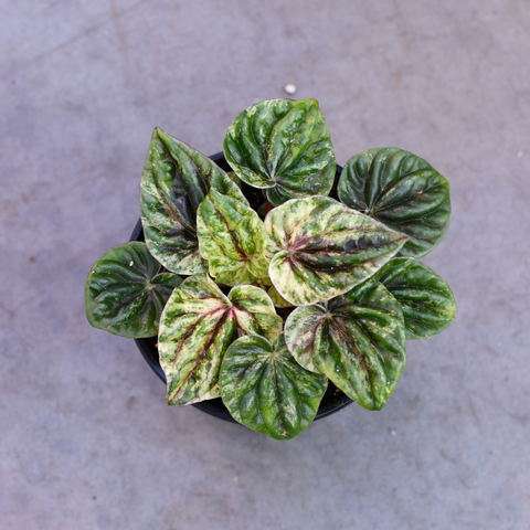 Peperomia caperata 'Buenos Aires'