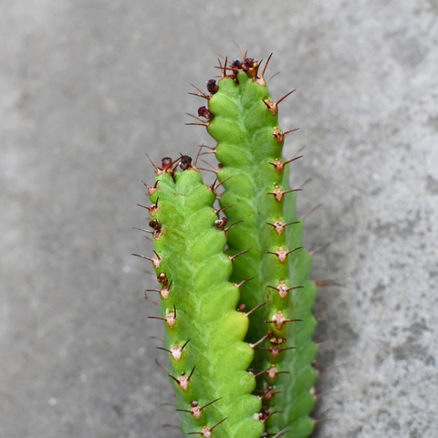 Euphorbia stellata X opuntioides