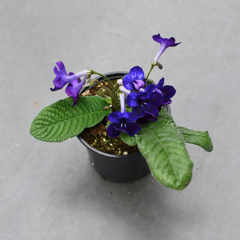 Streptocarpus 'Bristol's Black Light'