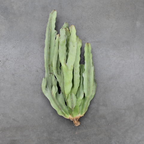 Caralluma acutangula