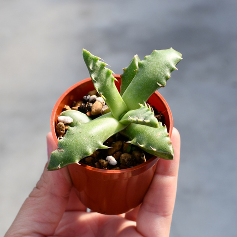 Faucaria albidens