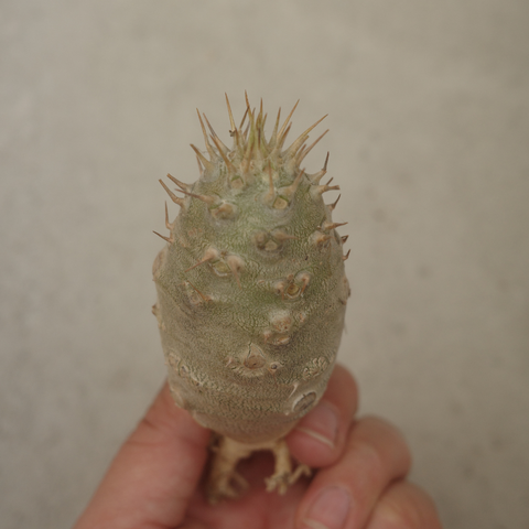 Pachypodium rosulatum cactipes
