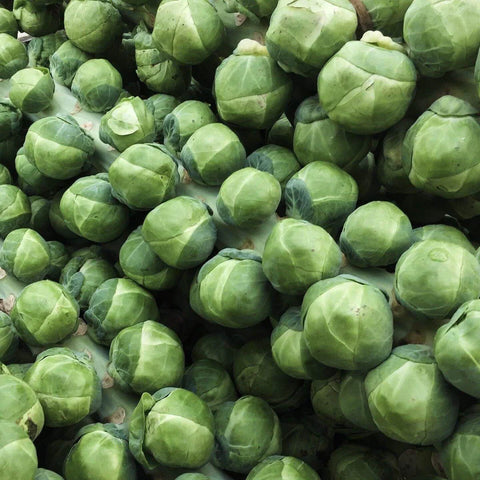 Ancestral Open-Pollinated Brussels Sprout Seeds GRONINGER
