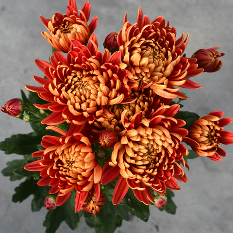 Chrysanthème Cosmo compact bronze