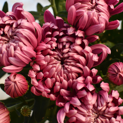 Chrysanthème Cosmo compact mauve