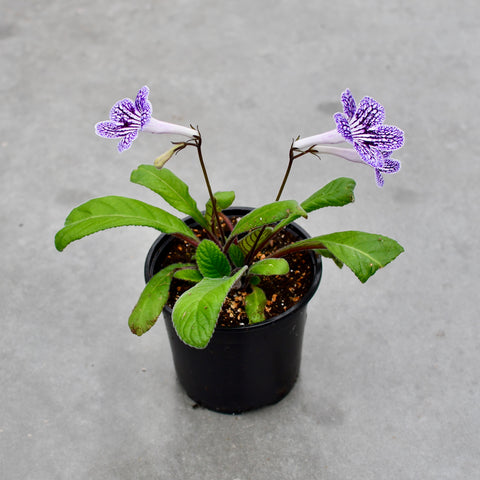 Streptocarpus 'Ladyslippers Grape Ice'