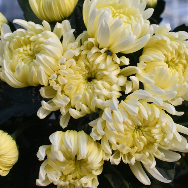 Chrysanthème Cosmo compact blanc