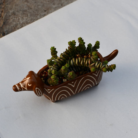 Crassula rupestris var. Marnieriana en pot décoratif