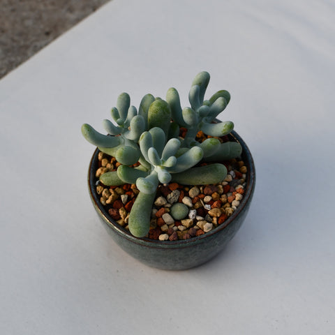 Sedum allantoides en pot décoratif