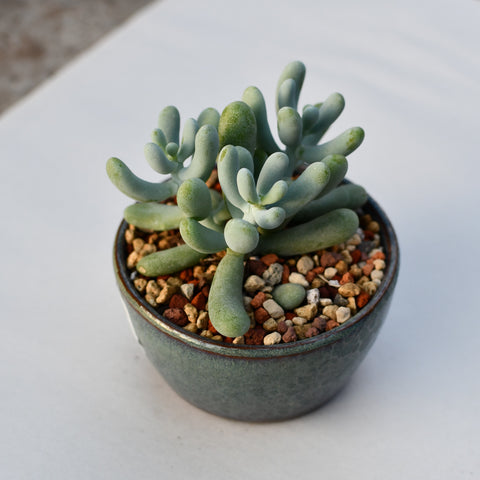 Sedum allantoides en pot décoratif