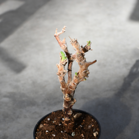 Pelargonium hirtum