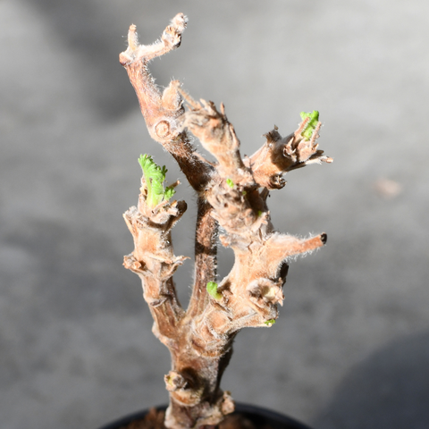 Pelargonium hirtum