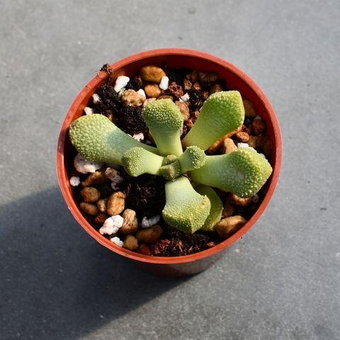 Aloinopsis luckhoffii