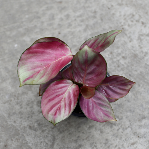 Calathea 'Pink Aurora'