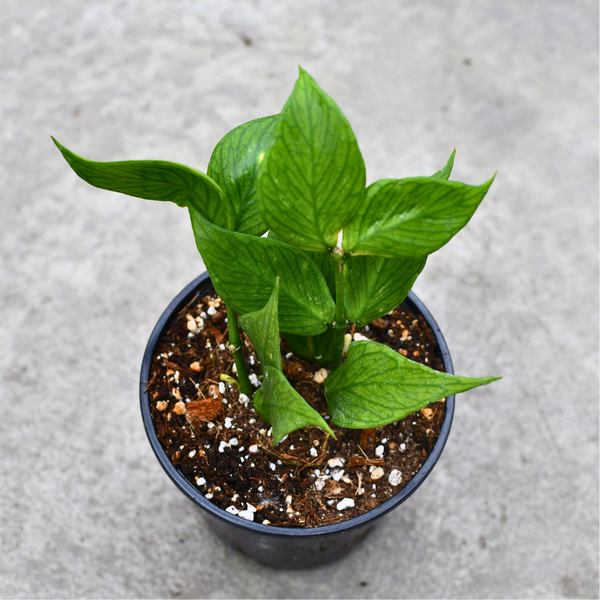 Hoya polyneura | Tropical | Plantarium – Serres Lavoie