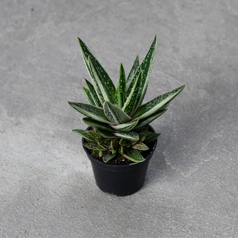 Gasteraloe 'Spirit of 88'