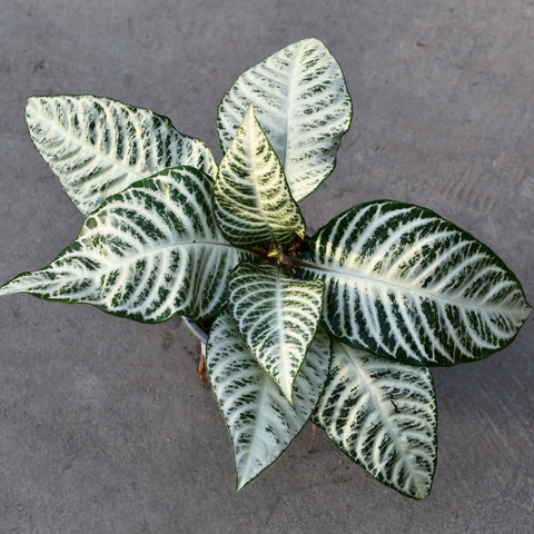 Aphelandra squarosa 'Snowflake'