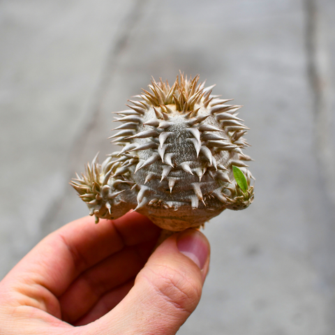 Pachypodium brevicaule X eburneum