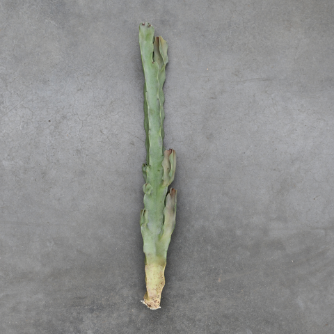 Caralluma acutangula