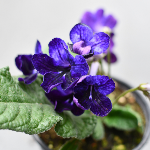 Streptocarpus 'Bristol's Black Light'