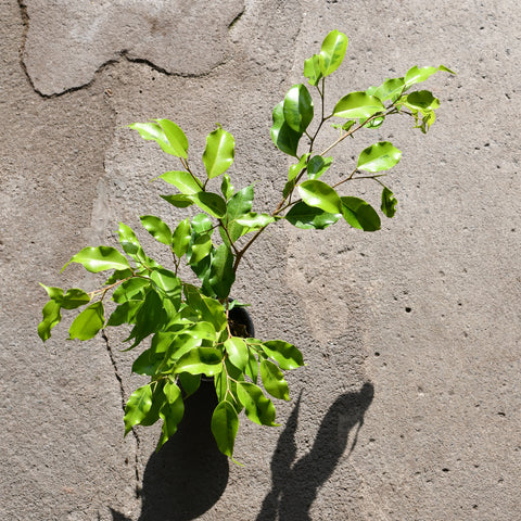 Ficus benjamina 'Lime'