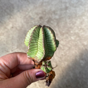 Ouvrir l&#39;image dans le diaporama, Euphorbia anoplia
