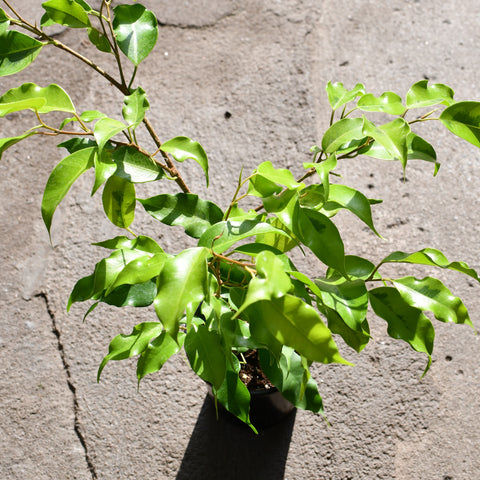 Ficus benjamina 'Lime'