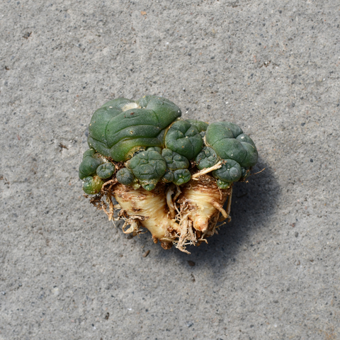 Lophophora williamsii