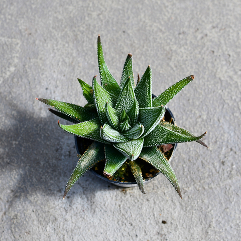 Haworthia Fasciata Concolor