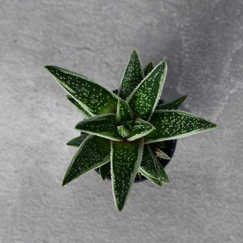 Gasteraloe 'Spirit of 88'