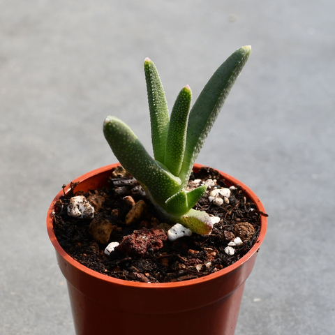 Cheiridopsis aspera