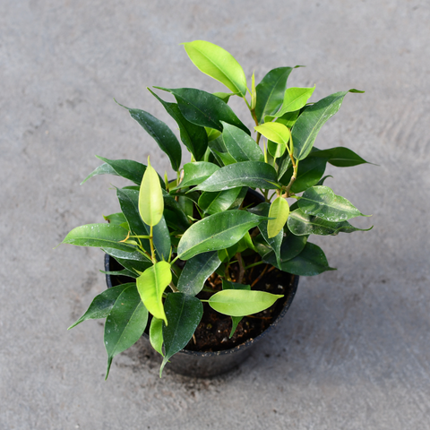 Ficus benjamina 'Reginald'