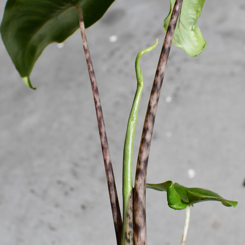 Alocasia 'Tigrina'