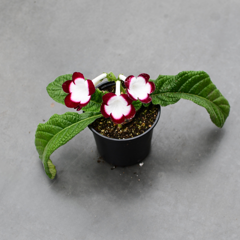 Streptocarpus 'Fleischle's Roulette'