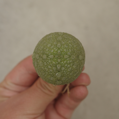 Pseudolithos migiurtinus