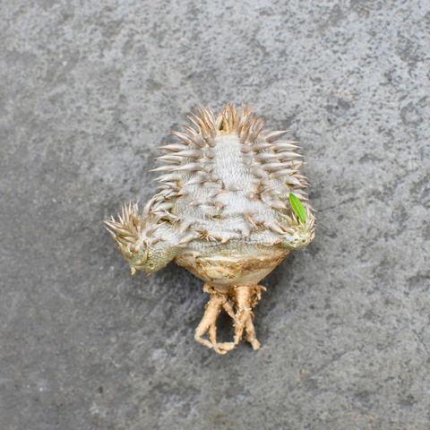 Pachypodium brevicaule X eburneum