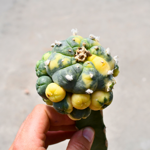 Lophophora fricii variegata