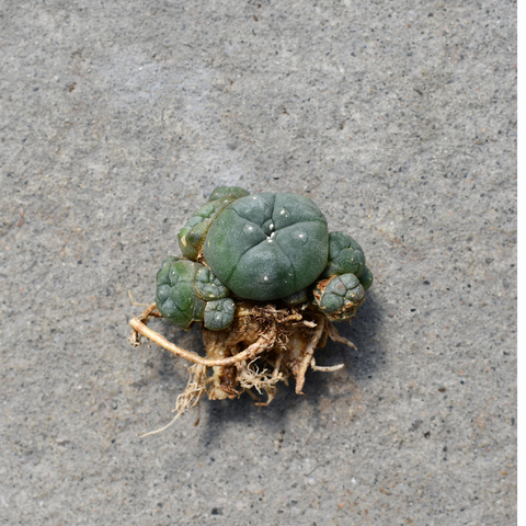 Lophophora williamsii