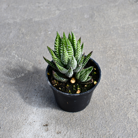Haworthia Fasciata hybrid