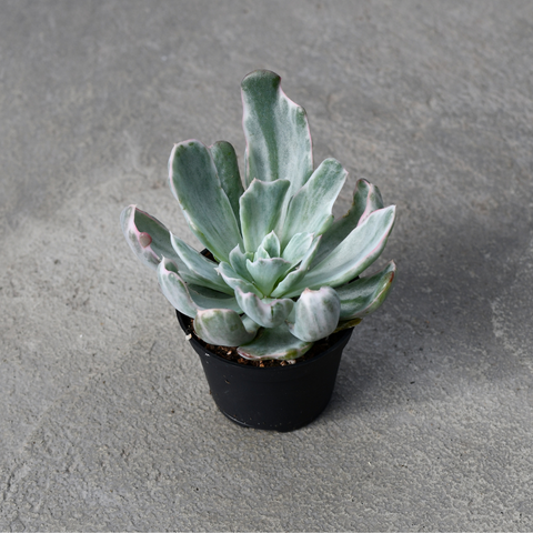 Echeveria barkeley light